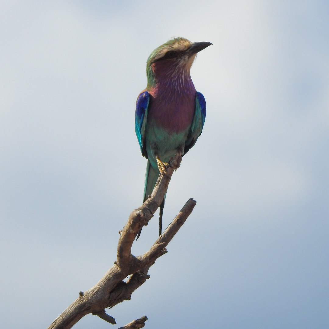 Why We Named It Birdsong: A Nervous System Love Story