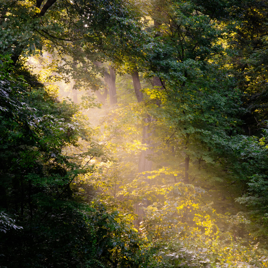 Nature’s Hidden Vocabulary: my Vermont Childhood in Poetic Words