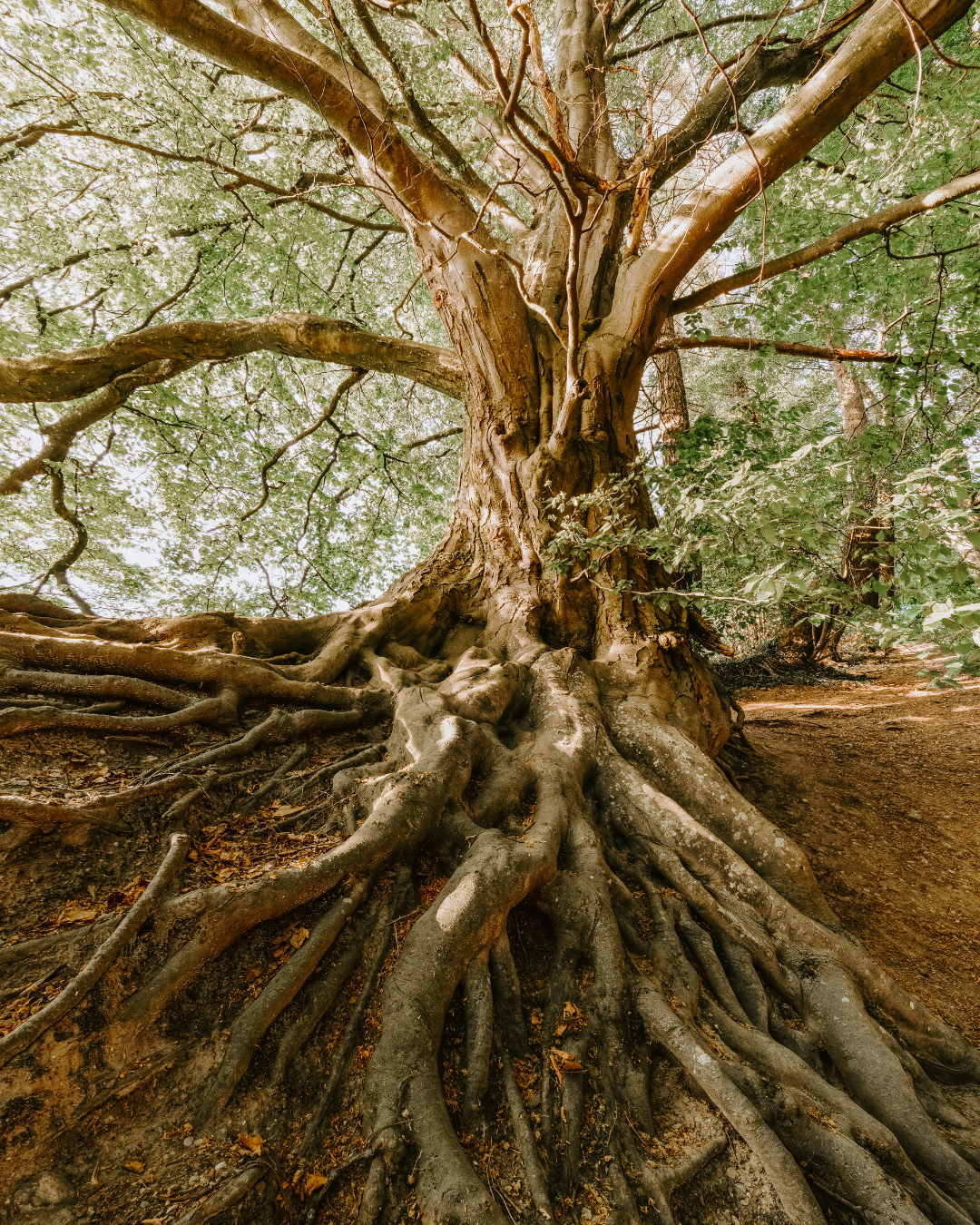 A Systems-Based View of Human Aging